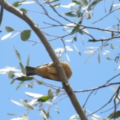 Pachycephala rufiventris at Booth, ACT - 24 Sep 2022 11:15 AM