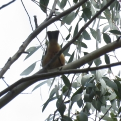 Pachycephala rufiventris at Booth, ACT - 24 Sep 2022