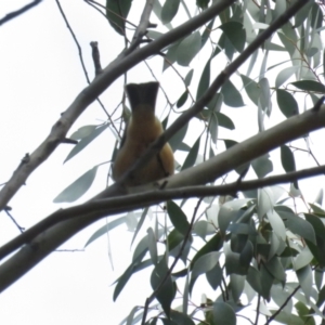 Pachycephala rufiventris at Booth, ACT - 24 Sep 2022 11:15 AM