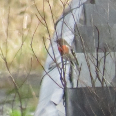 Petroica boodang (Scarlet Robin) at Booth, ACT - 25 Sep 2022 by BenW