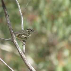 Pyrrholaemus sagittatus at Booth, ACT - 24 Sep 2022