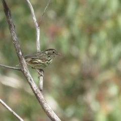 Pyrrholaemus sagittatus (Speckled Warbler) at Booth, ACT - 24 Sep 2022 by TomW