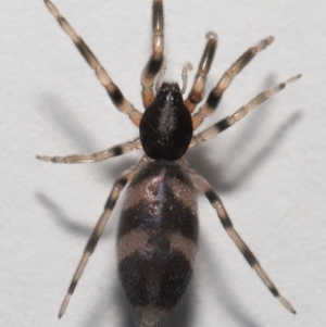 Lampona cylindrata at Evatt, ACT - 24 Sep 2022