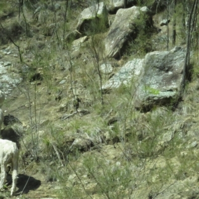 Ovis aries (Feral Sheep) at Booth, ACT - 24 Sep 2022 by BenW