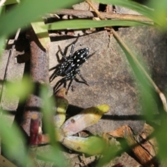 Nyssus albopunctatus (White-spotted swift spider) at Albury, NSW - 24 Sep 2022 by KylieWaldon