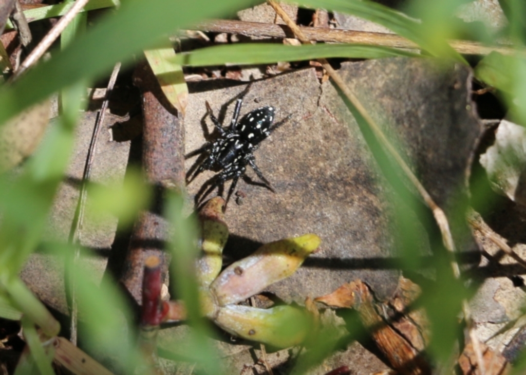 Nyssus albopunctatus at Albury, NSW - 24 Sep 2022