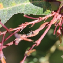 Formicidae (family) (Unidentified ant) at Albury, NSW - 24 Sep 2022 by KylieWaldon