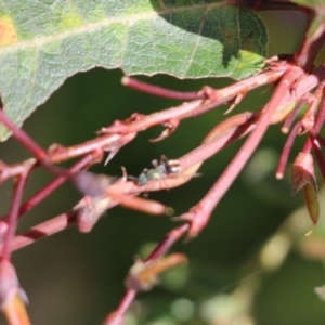 Unidentified Ant (Hymenoptera, Formicidae) (TBC) at suppressed by KylieWaldon