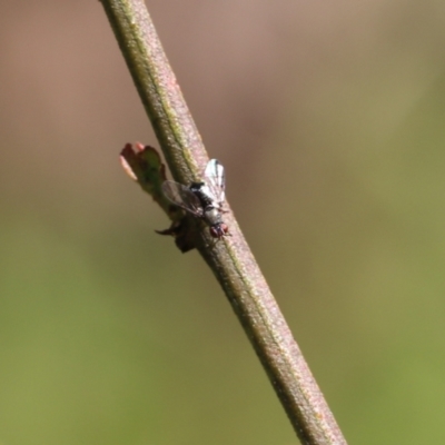 Unidentified True fly (Diptera) at Nail Can Hill - 24 Sep 2022 by KylieWaldon