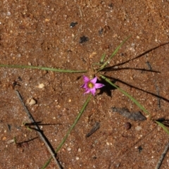 Romulea rosea var. australis (Onion Grass) at Nail Can Hill - 24 Sep 2022 by KylieWaldon