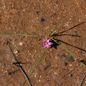 Romulea rosea var. australis at Albury, NSW - 24 Sep 2022
