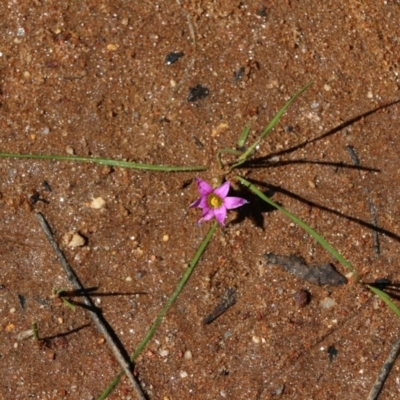 Romulea rosea var. australis (Onion Grass) at Nail Can Hill - 24 Sep 2022 by KylieWaldon
