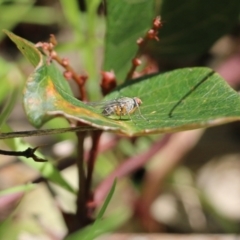 Unidentified True fly (Diptera) at Albury - 24 Sep 2022 by KylieWaldon