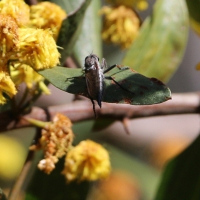 Unidentified Robber fly (Asilidae) at Albury - 24 Sep 2022 by KylieWaldon