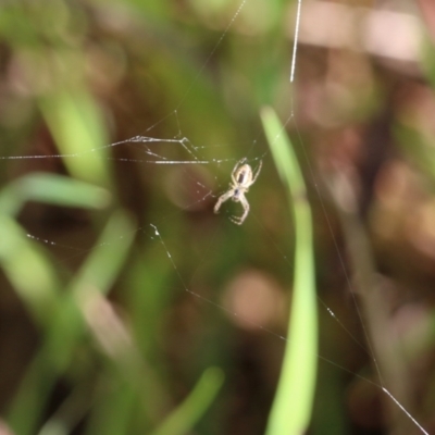 Araneidae (family) (Orb weaver) at Nail Can Hill - 24 Sep 2022 by KylieWaldon