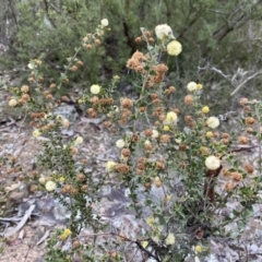 Acacia gunnii (Ploughshare Wattle) at Jerrabomberra, NSW - 23 Sep 2022 by SteveBorkowskis