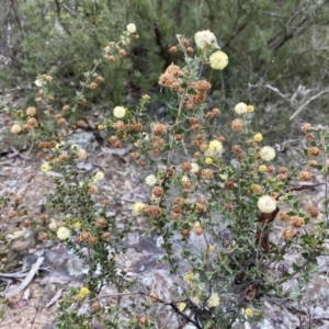 Acacia gunnii at Jerrabomberra, NSW - 23 Sep 2022