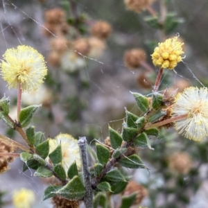 Acacia gunnii at Jerrabomberra, NSW - 23 Sep 2022