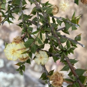 Acacia gunnii at Jerrabomberra, NSW - 23 Sep 2022