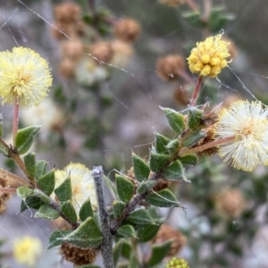 Acacia gunnii at Jerrabomberra, NSW - 23 Sep 2022