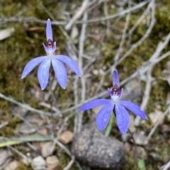 Cyanicula caerulea at Jerrabomberra, NSW - suppressed