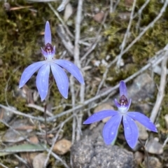 Cyanicula caerulea at Jerrabomberra, NSW - suppressed