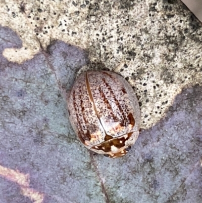 Paropsisterna m-fuscum (Eucalyptus Leaf Beetle) at QPRC LGA - 23 Sep 2022 by Steve_Bok