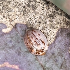 Paropsisterna m-fuscum at Jerrabomberra, NSW - 23 Sep 2022