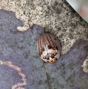 Paropsisterna m-fuscum at Jerrabomberra, NSW - 23 Sep 2022