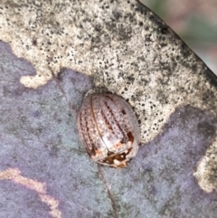 Paropsisterna m-fuscum at Jerrabomberra, NSW - 23 Sep 2022