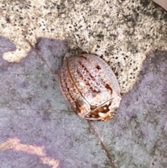 Paropsisterna m-fuscum at Jerrabomberra, NSW - 23 Sep 2022