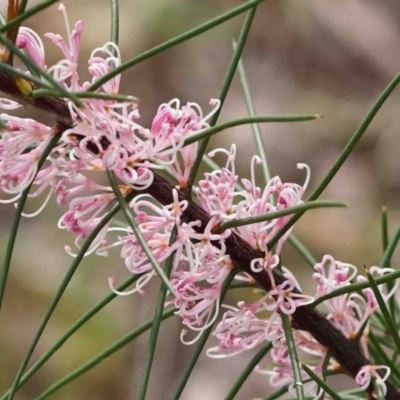 Hakea sp. at Dryandra St Woodland - 22 Sep 2022 by ConBoekel