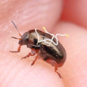 Ditropidus sp. (genus) at O'Connor, ACT - 22 Sep 2022