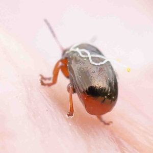 Ditropidus sp. (genus) at O'Connor, ACT - 22 Sep 2022