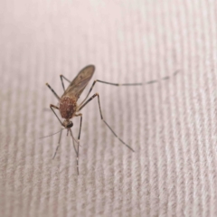 Aedes sp. (genus) (Mosquito) at Dryandra St Woodland - 22 Sep 2022 by ConBoekel