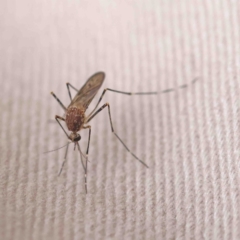 Aedes sp. (genus) (Mosquito) at O'Connor, ACT - 22 Sep 2022 by ConBoekel