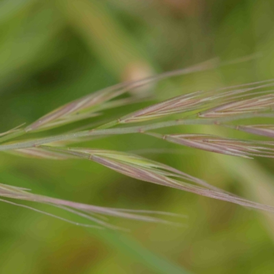 Bromus diandrus (Great Brome) at Dryandra St Woodland - 22 Sep 2022 by ConBoekel