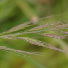 Bromus diandrus (Great Brome) at O'Connor, ACT - 22 Sep 2022 by ConBoekel