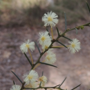 Acacia genistifolia at Crace, ACT - 27 Aug 2022 03:40 PM