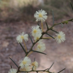 Acacia genistifolia (Early Wattle) at Gungaderra Grasslands - 27 Aug 2022 by michaelb