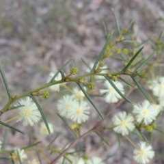 Acacia genistifolia at Crace, ACT - 27 Aug 2022