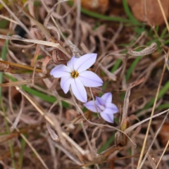 Ipheion uniflorum (Spring Star-flower) at O'Connor, ACT - 22 Sep 2022 by ConBoekel