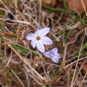 Ipheion uniflorum at O'Connor, ACT - 22 Sep 2022 04:06 PM