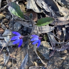 Cyanicula caerulea (Blue Fingers, Blue Fairies) at Aranda, ACT - 25 Sep 2022 by Jenny54