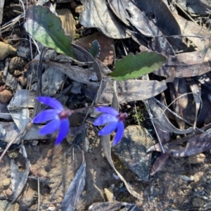 Cyanicula caerulea at Aranda, ACT - suppressed