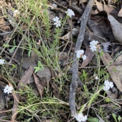 Leucopogon virgatus (Common Beard-heath) at Black Mountain - 24 Sep 2022 by Jenny54