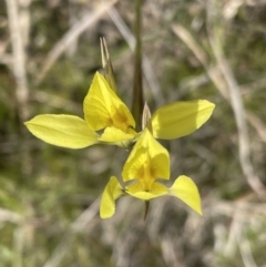 Diuris chryseopsis (Golden Moth) at Bonner, ACT - 25 Sep 2022 by JVR