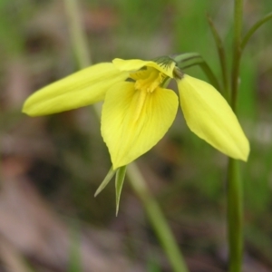 Diuris chryseopsis at Kambah, ACT - suppressed