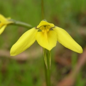 Diuris chryseopsis at Kambah, ACT - suppressed