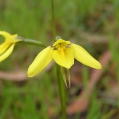 Diuris chryseopsis at Kambah, ACT - suppressed